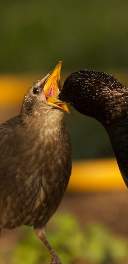 birds, feeding Wallpaper 1440x2960