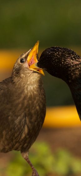 birds, feeding Wallpaper 1080x2340