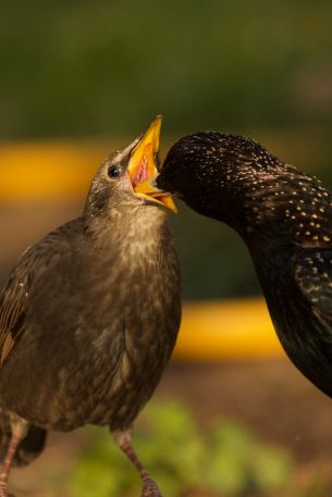 birds, feeding Wallpaper 640x960