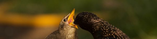 birds, feeding Wallpaper 1590x400