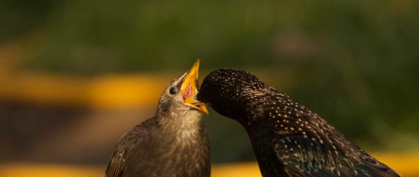 birds, feeding Wallpaper 2560x1080