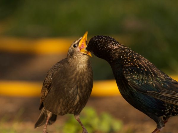 birds, feeding Wallpaper 1024x768