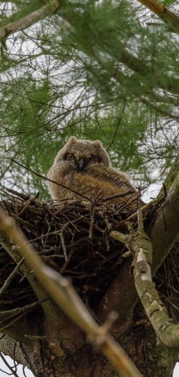 owlet, in the nest Wallpaper 1080x2280