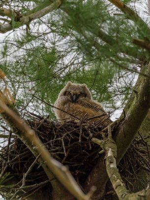 owlet, in the nest Wallpaper 1536x2048