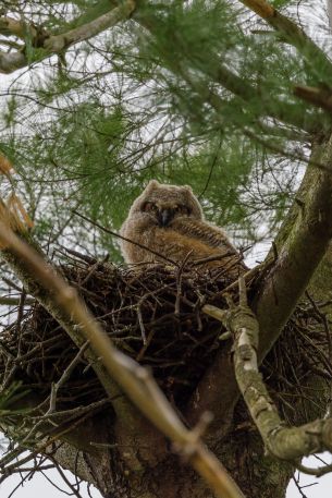 owlet, in the nest Wallpaper 1890x2835