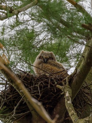 owlet, in the nest Wallpaper 1620x2160