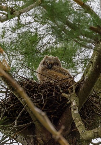 owlet, in the nest Wallpaper 1668x2388