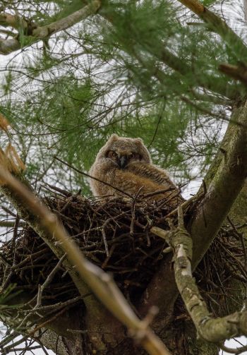 owlet, in the nest Wallpaper 1640x2360