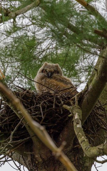 owlet, in the nest Wallpaper 1752x2800