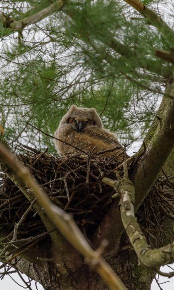 owlet, in the nest Wallpaper 1200x2000