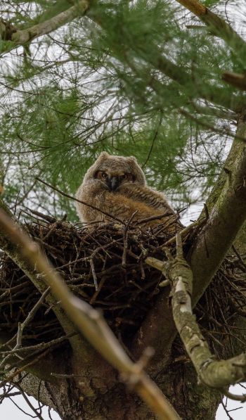 owlet, in the nest Wallpaper 600x1024