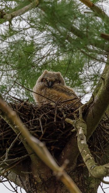 owlet, in the nest Wallpaper 640x1136
