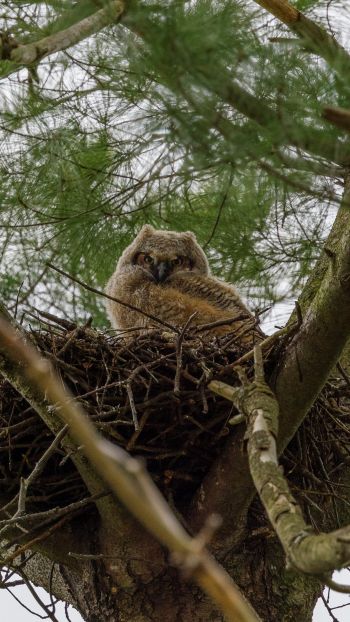 owlet, in the nest Wallpaper 720x1280