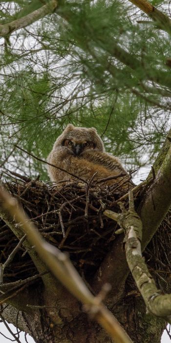 owlet, in the nest Wallpaper 720x1440