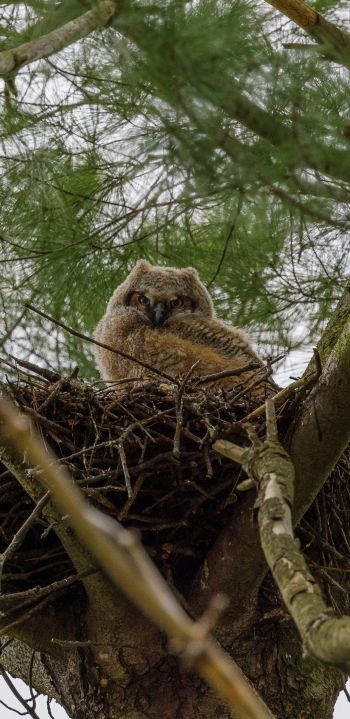 owlet, in the nest Wallpaper 1080x2220