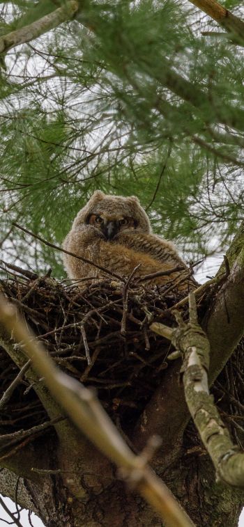 owlet, in the nest Wallpaper 1284x2778