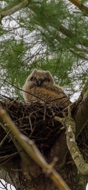 owlet, in the nest Wallpaper 1080x2340
