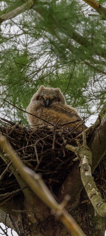 owlet, in the nest Wallpaper 1080x2400