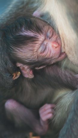 monkeys, cub Wallpaper 1080x1920