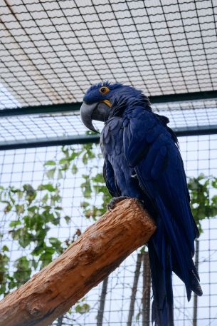 parrot, zoo Wallpaper 640x960