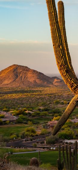 big cactus, mountain Wallpaper 1080x2340