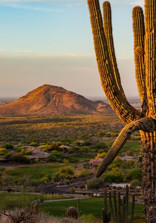 big cactus, mountain Wallpaper 1668x2388