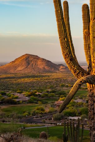 big cactus, mountain Wallpaper 640x960