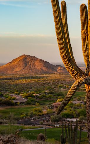 big cactus, mountain Wallpaper 1752x2800