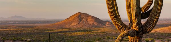 big cactus, mountain Wallpaper 1590x400