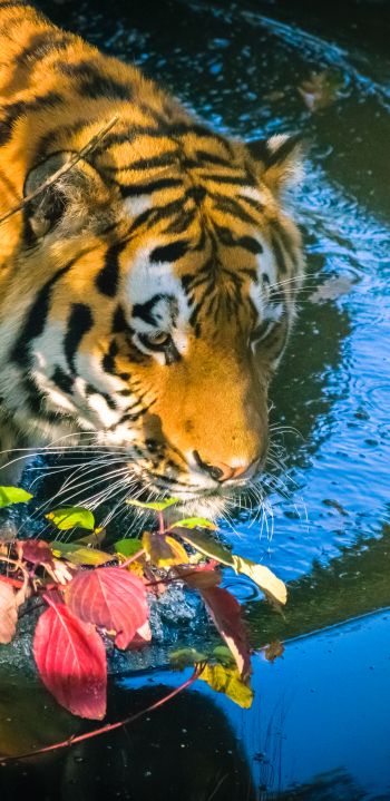 tiger, predator Wallpaper 1080x2220