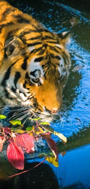 tiger, predator Wallpaper 720x1520
