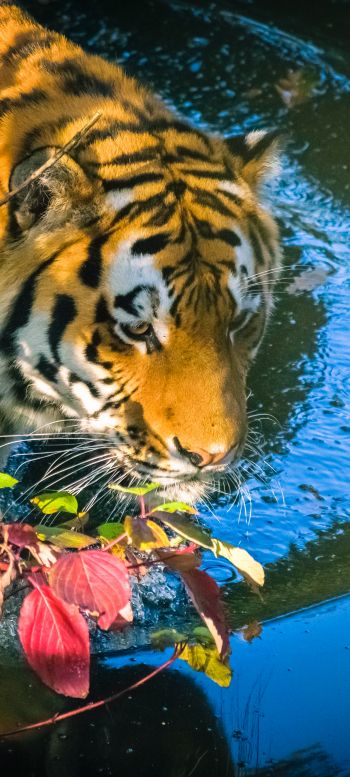 tiger, predator Wallpaper 720x1600