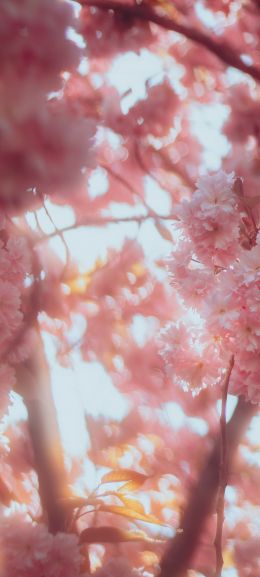 sakura, bloom Wallpaper 1080x2400