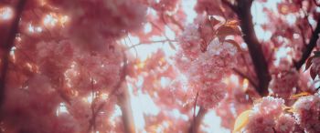 sakura, bloom Wallpaper 3440x1440