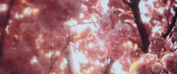 sakura, bloom Wallpaper 2560x1080