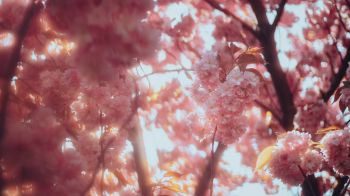 sakura, bloom Wallpaper 1366x768