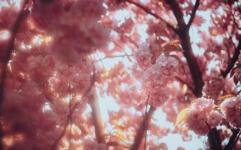 sakura, bloom Wallpaper 2560x1600