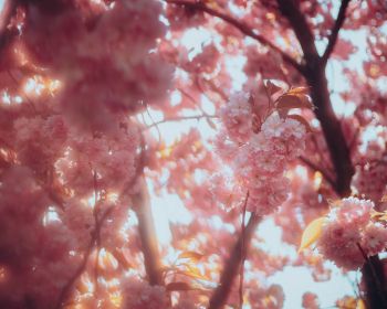 sakura, bloom Wallpaper 1280x1024