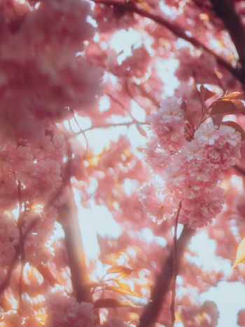 sakura, bloom Wallpaper 2048x2732