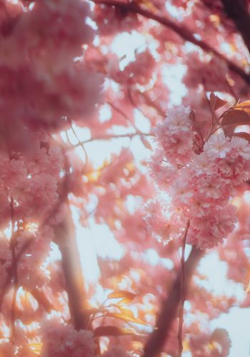 sakura, bloom Wallpaper 1668x2388
