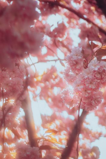 sakura, bloom Wallpaper 640x960