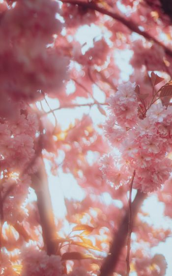 sakura, bloom Wallpaper 1752x2800