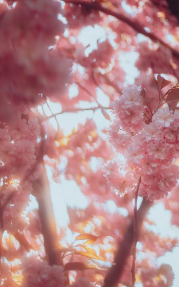 sakura, bloom Wallpaper 1600x2560