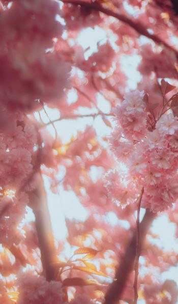 sakura, bloom Wallpaper 600x1024