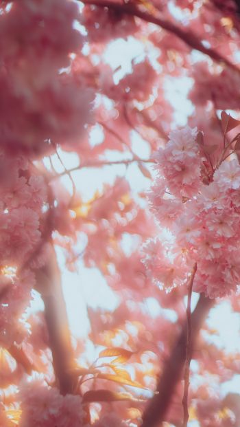 sakura, bloom Wallpaper 640x1136