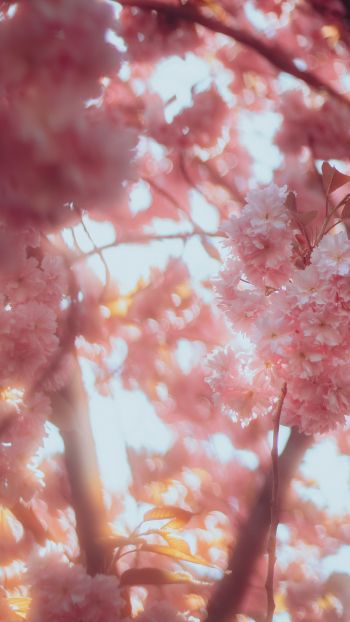 sakura, bloom Wallpaper 1080x1920