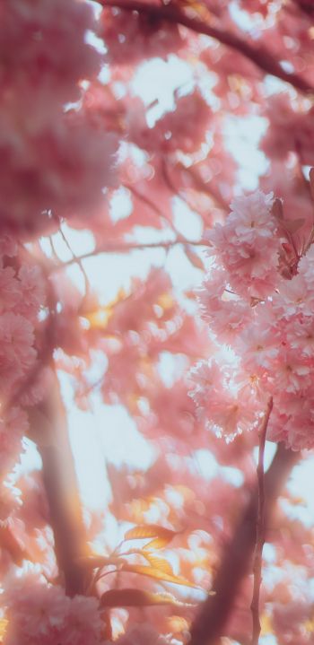 sakura, bloom Wallpaper 1080x2220
