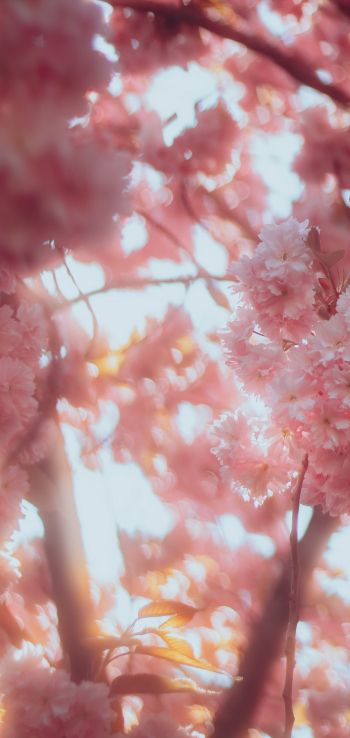sakura, bloom Wallpaper 1080x2280