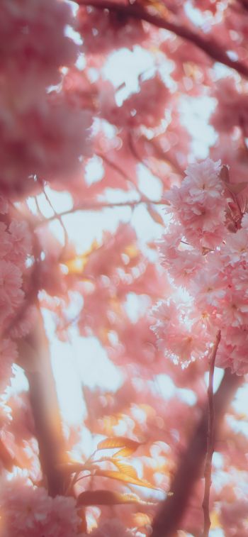 sakura, bloom Wallpaper 1284x2778
