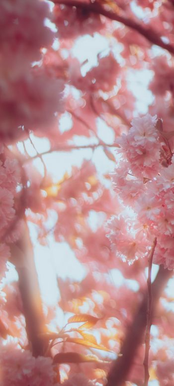 sakura, bloom Wallpaper 1080x2400